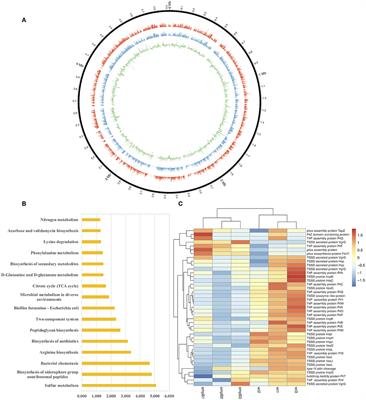 Small RNA AvrA Regulates IscR to Increase the Stress Tolerances in SmpB Deficiency of Aeromonas veronii